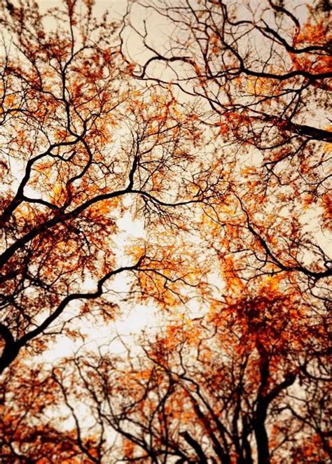 ?Autumn | Autumn trees, Autumn photography, Autumn inspiration