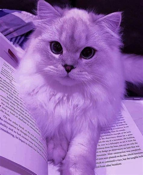 cute purple cat with book lover | Fotos de animais fofos, Fotos de ...