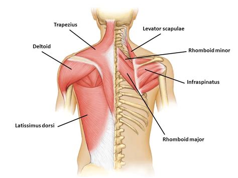 Image result for rhomboid major Mid Back Pain, Upper Back Pain, Muscles ...