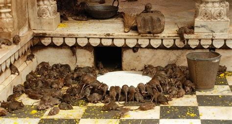 The Rat Temple in Rajasthan India | चूहों का मन्दिर | Mouse Temple