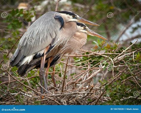 Great Blue Herons Nesting Royalty Free Stock Photos - Image: 18470028