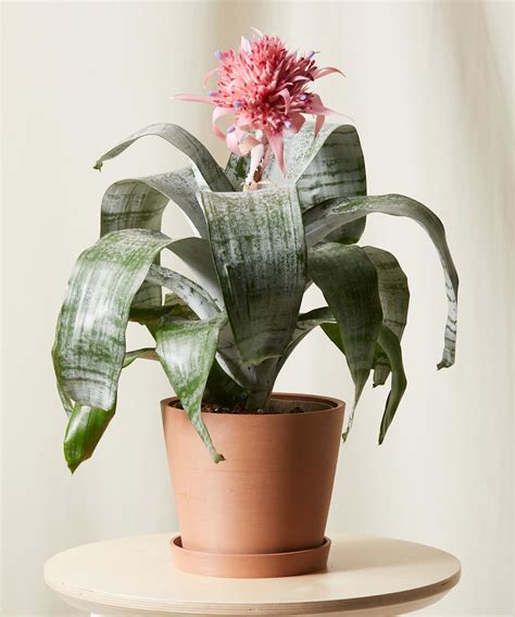 Buy Potted Bromeliad Aechmea Pink Indoor Plant | Bloomscape