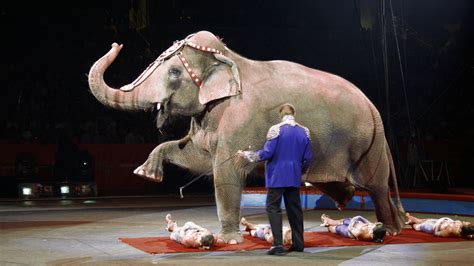 Petition · Disney to the rescue of circus animals - Israel · Change.org