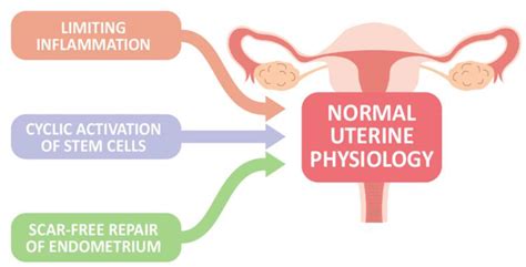 IJMS | Free Full-Text | Focus on the Primary Prevention of Intrauterine ...