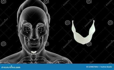 Location of Thyroid Cartilage in Human Stock Illustration ...