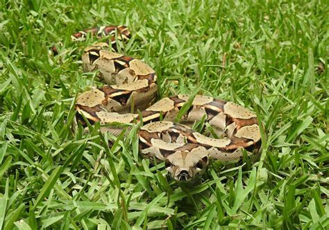 Boa Constrictor – Florida Snake ID Guide