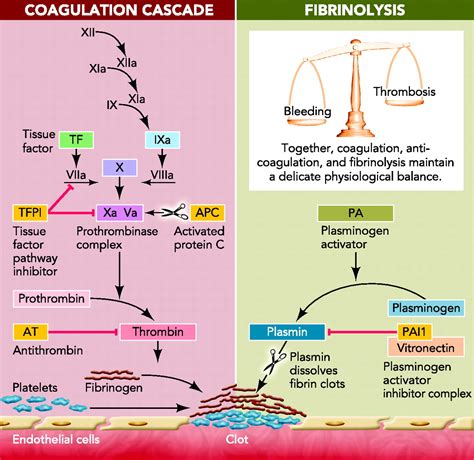 Blood Coagulation Pathway And Resources