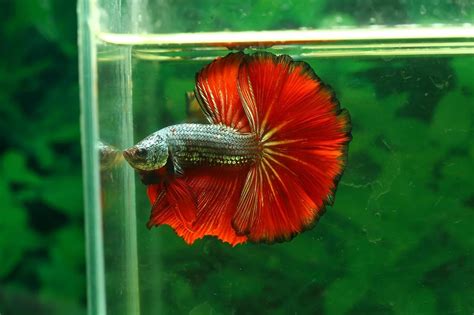 Betta Gill Flukes: Causes, Symptoms & Treatments