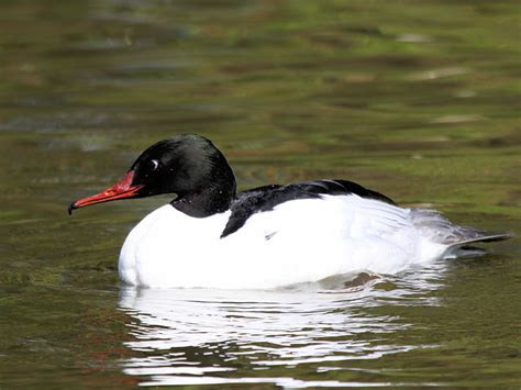 SEA DUCK IDENTIFICATION - WWT SLIMBRIDGE