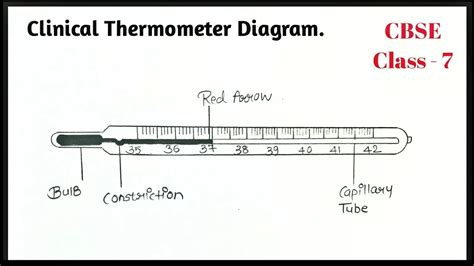 Clinical thermometer Drawing. in 2023 | Thermometer, Medical ...