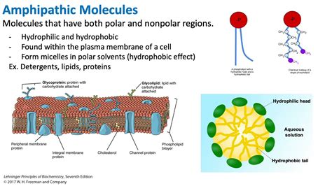 Amphipathic Molecules | Biochemistry - YouTube