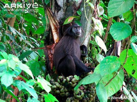 Pig tailed langur - Alchetron, The Free Social Encyclopedia