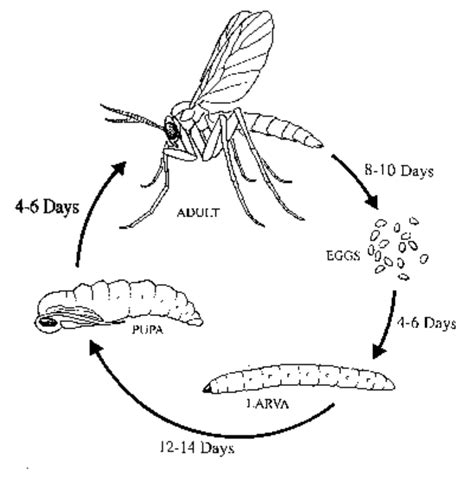 How to Get Rid of Fungus Gnats in Houseplants, Organically! ~ Homestead ...