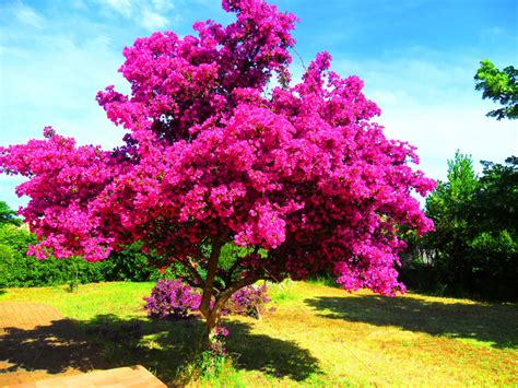 Arbre avec feuillage persistant - fleur de passion