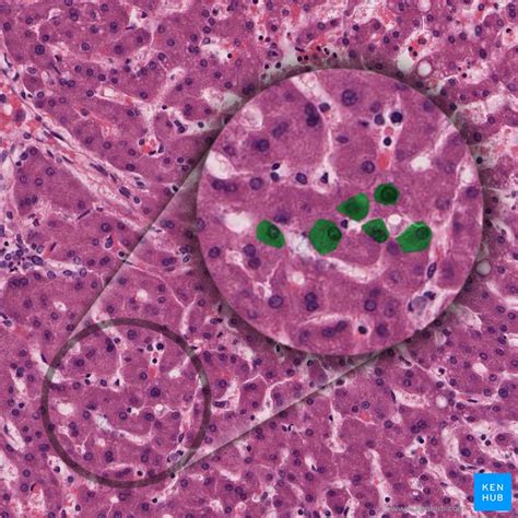 Liver histology: Structure, cells and characteristics | Kenhub