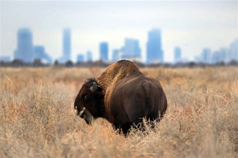 Water runoff blocks Colorado bison - The Columbian