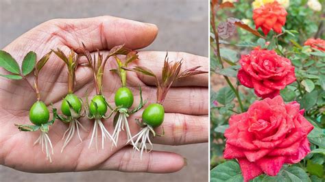 How To Start Roses From Seeds at Claudia Preston blog