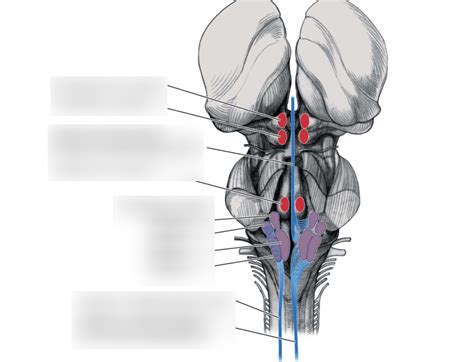 vestibular nuclei and tracts Diagram | Quizlet