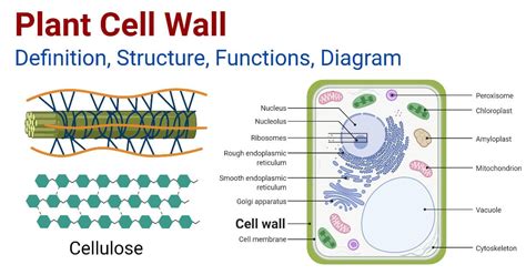 Plant Cell Wall: Structure, Functions, Diagram