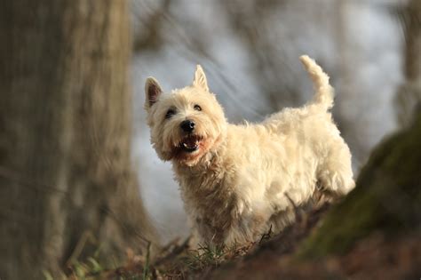 Westie and Scottie Mix: All About the Scoland Terrier