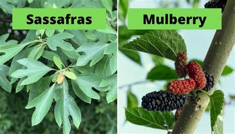 How To Correctly Identify a Mulberry Tree (& Look-Alikes) - Rennie Orchards