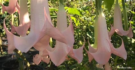 Propagating Angel Trumpets: How To Start New Brugmansia Plants