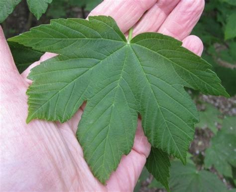 Sycamore Tree Identification