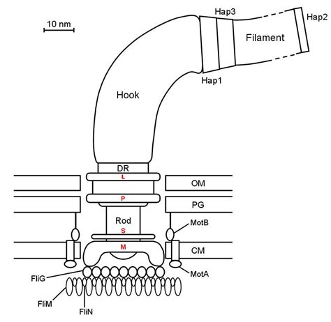 Flagella Diagram