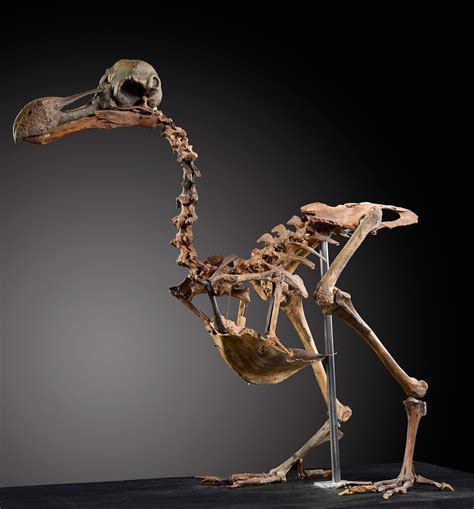 Almost complete dodo skeleton heads for auction | Fossils | Earth Touch ...