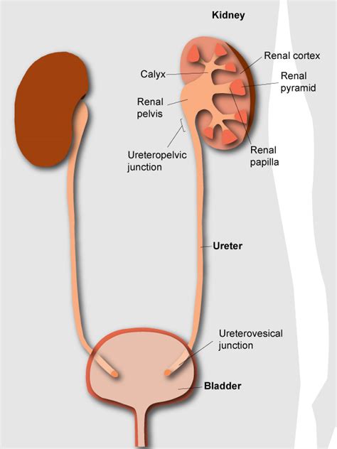 Anatomy and function of the urinary system - KidneyStoners.org