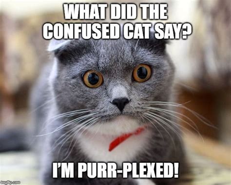 Confused Cat Meme | Cat quotes funny, Cat and dog memes, Funny animal jokes