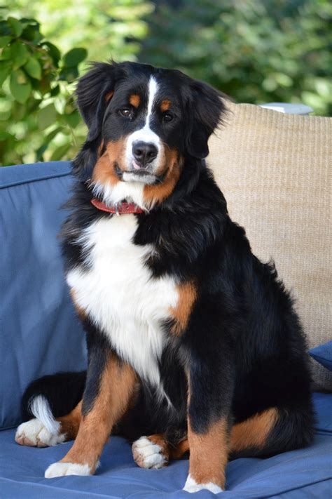 Bernese Mountain Dog Info, Temperament, Puppies, Training, Pictures