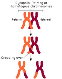 Difference Between Synapsis and Crossing Over | Compare the Difference ...