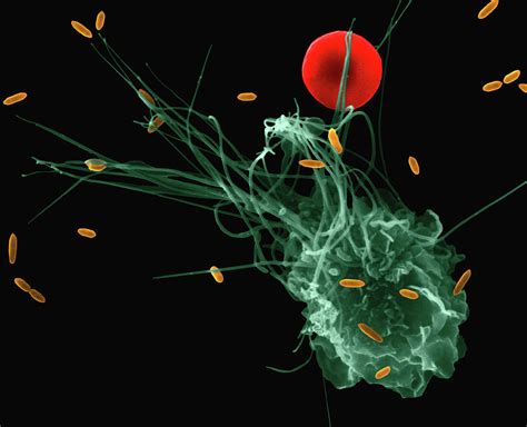 Phagocytosis Microscope