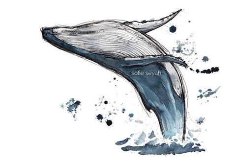 Humpback Whale Breaching Drawing