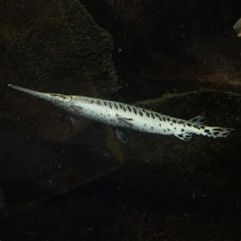 Spotted Gar - Georgia Aquarium