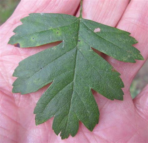 Hawthorn - Tree Guide UK - Common Hawthorn tree identification