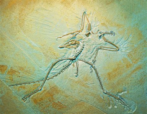 Archaeopteryx Fossil Photograph by Millard H Sharp - Pixels