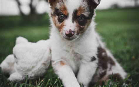 A-colorful-red-merle-female-border-collie-puppy-for-sale.-1080×675 ...