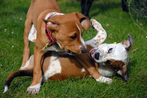 Understanding & Handling Dog Aggression | Australian Dog Lover