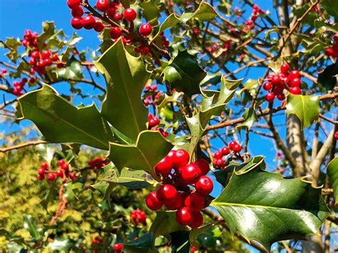 How to grow and care for holly | Love The Garden