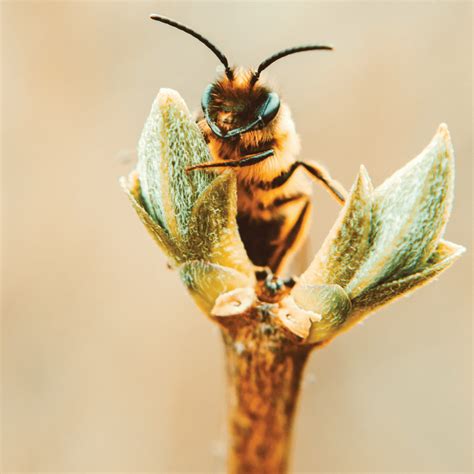 The Buzz About Bees: How You Can Support Bee Culture - Grounded Sage