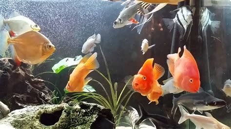 Red Parrot Fish Tank Mates - YouTube