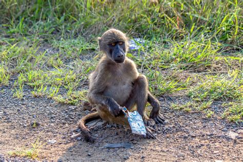 Chacma Baboon (Papio ursinus) | Wildlife Vagabond