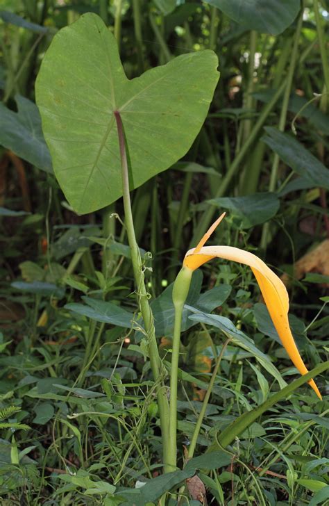 Colocasia esculenta (L.) Schott | Plants of the World Online | Kew Science