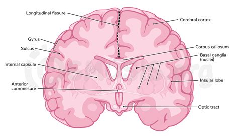 Insula Brain Anatomy