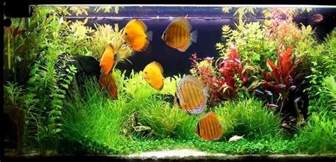 Discus fish Tank | Discus Fish Aquarium | DiscusGuy