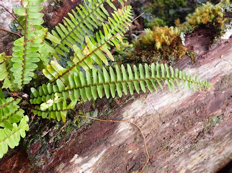 Nephrolepis cordifolia (Nephrolepidaceae) image 217263 at PhytoImages ...