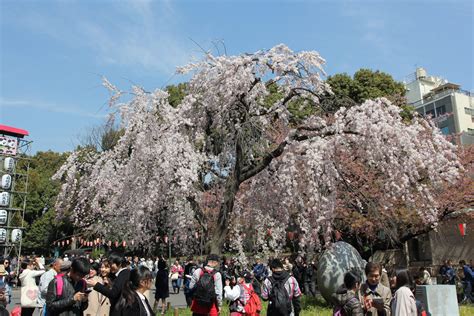 ueno park cherry blossoms - Hungry for Points