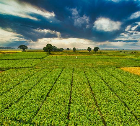 Plantation with green crops growing in agricultural farm · Free Stock Photo